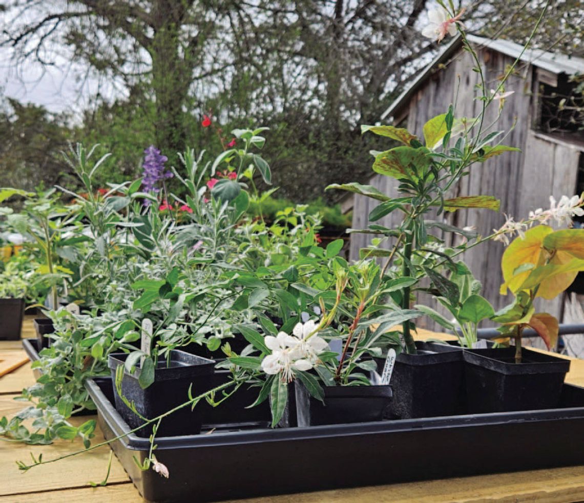 Learning about the survival skills of native plants Learning about the survival skills of native plants