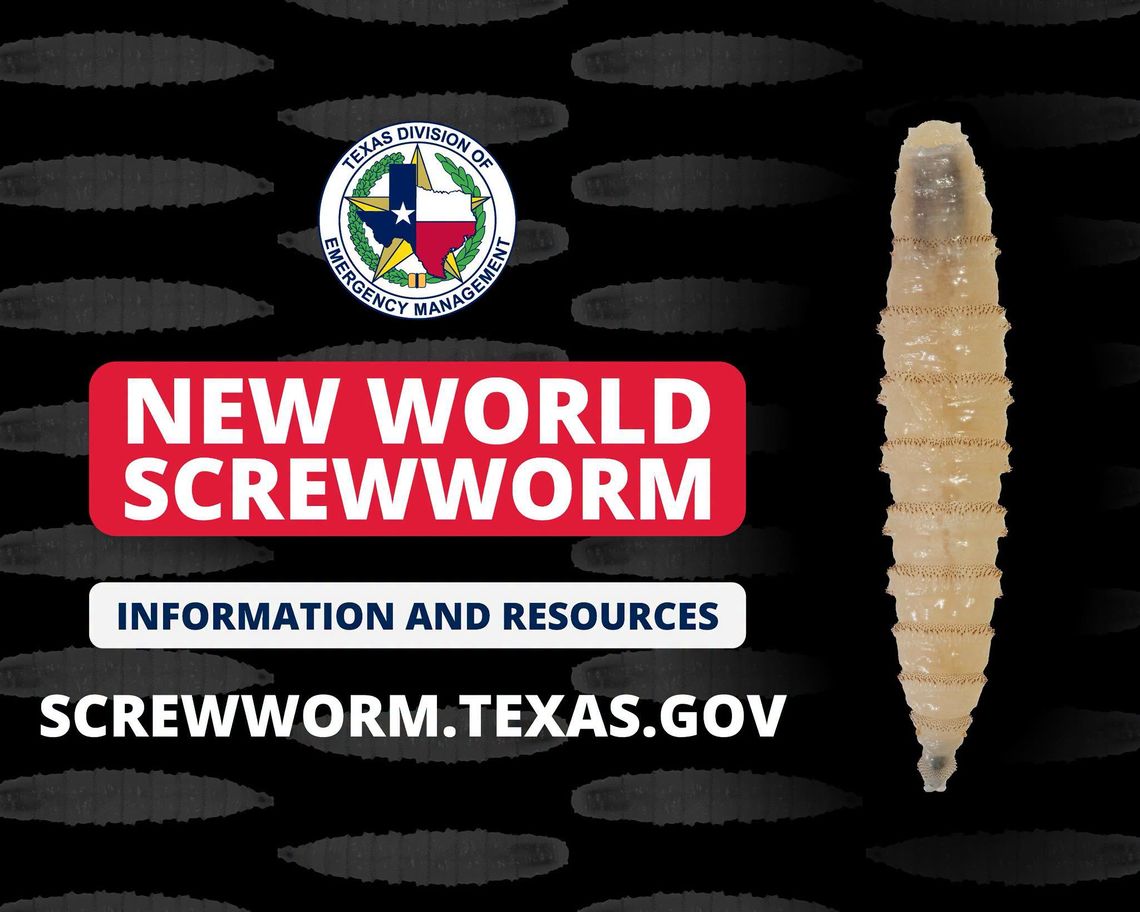Llano County declares screwworm disaster declaration Llano County declares screwworm disaster declaration