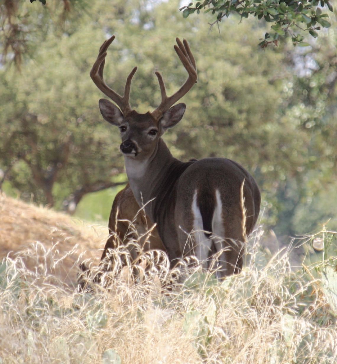 Program nets hundreds of deer