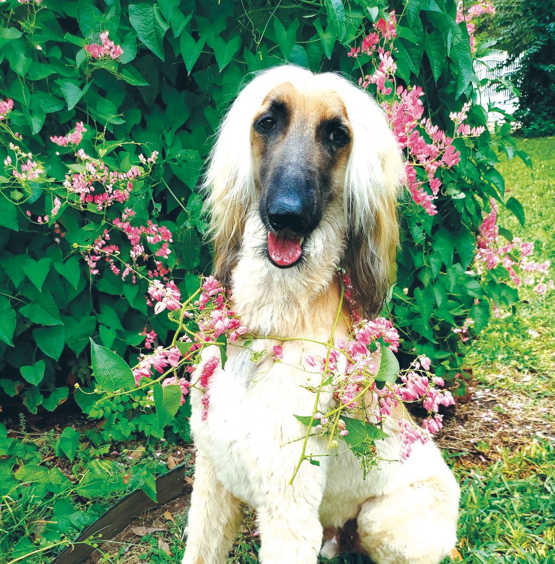 The public has a chance to vote for their favorite photographs of animals and wild - flowers at Falls on the Colorado Museum. Contributed/Nancy Ebeling