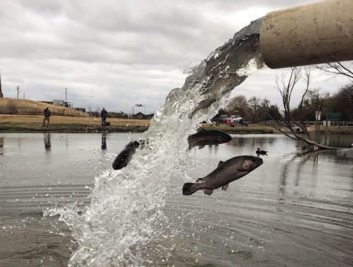 Rainbow trout stocking underway in Texas waterways Rainbow trout stocking underway in Texas waterways