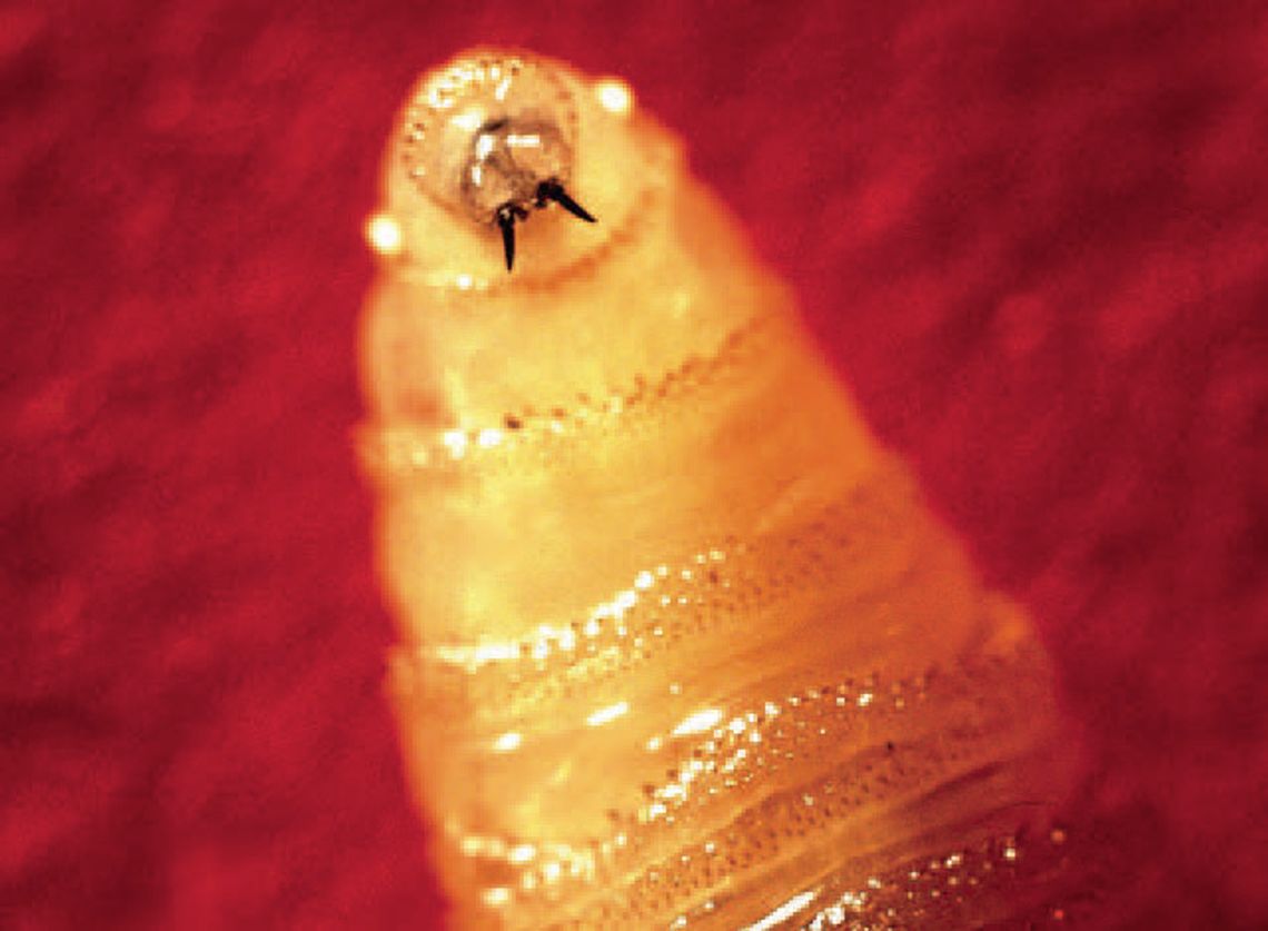 Screwworm reported in neighboring county