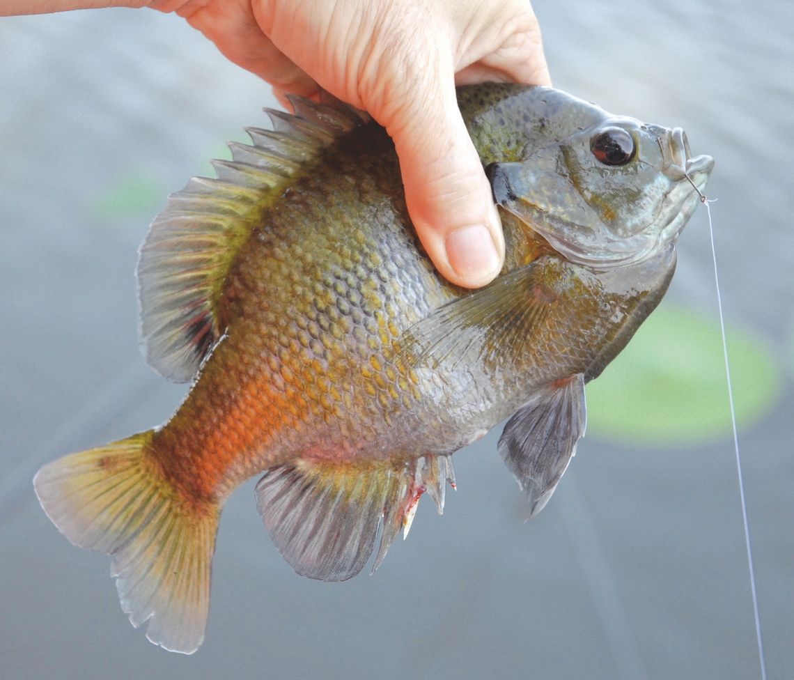 Bluegills are pint-sized fish with small mouths. Small hooks and baits work best. Photos by Matt Williams
