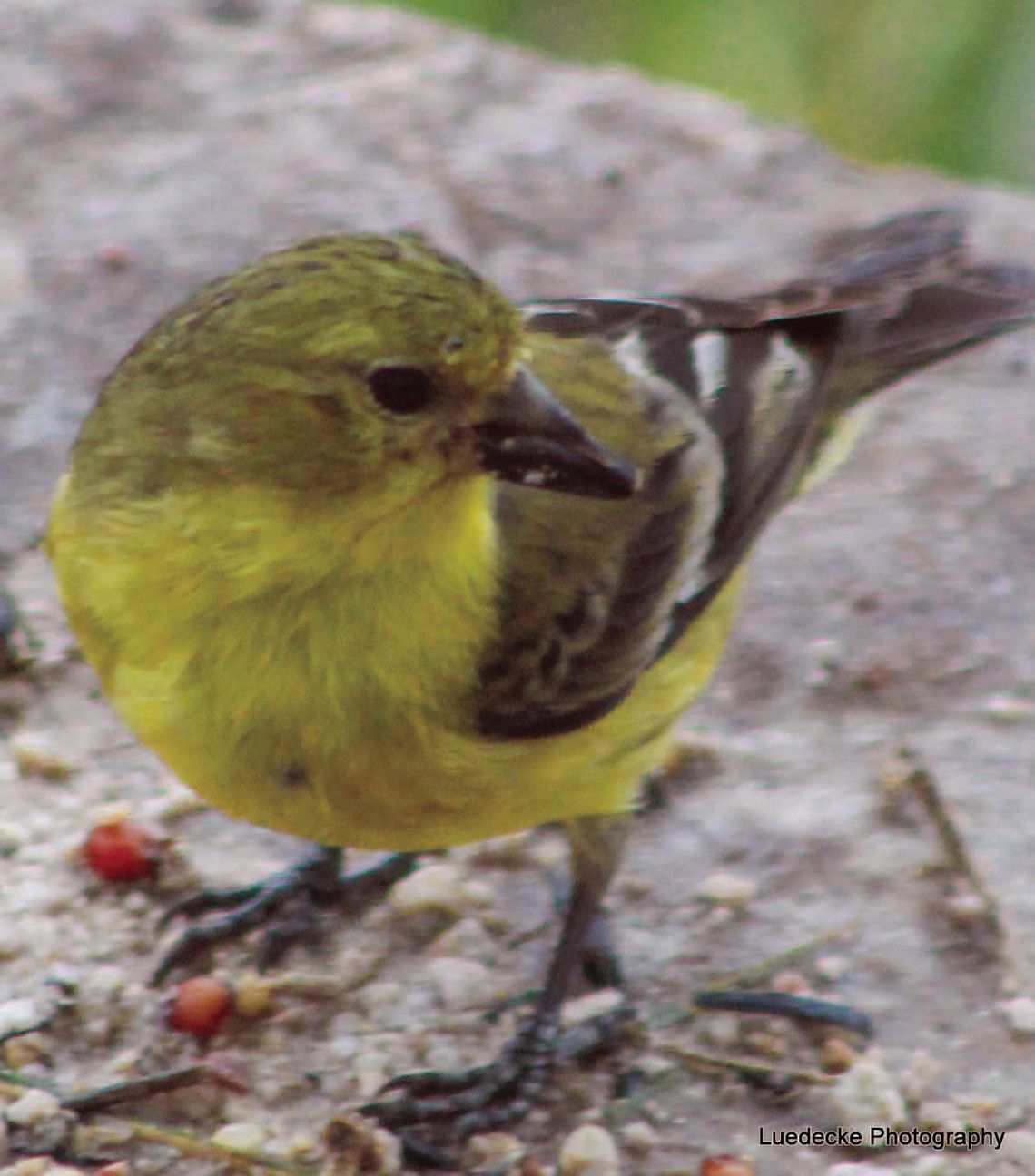 Some avian friends share ‘sunshine in their feathers’ Some avian friends share ‘sunshine in their feathers’