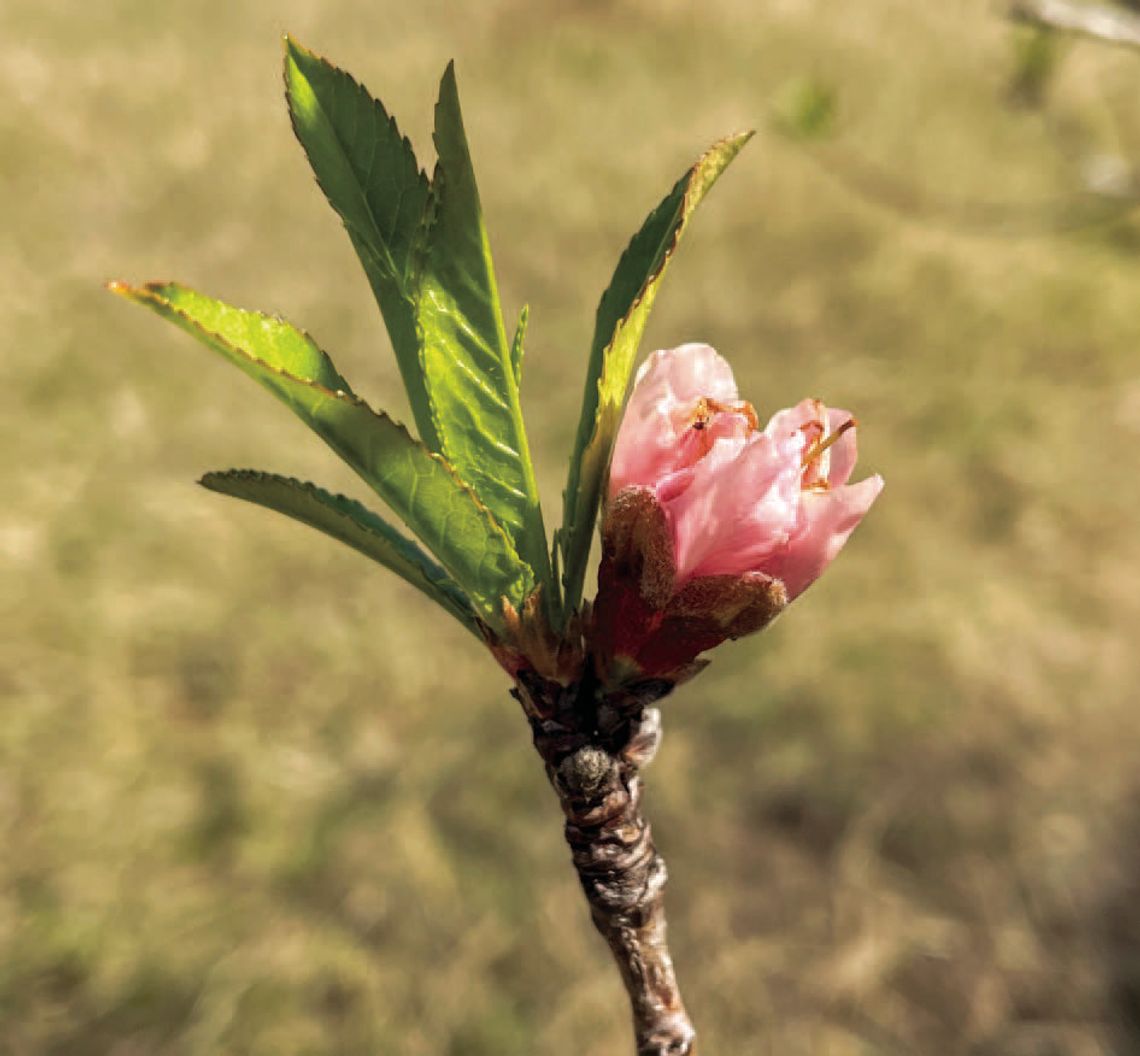 Take note of signs that spring has sprung Take note of signs that spring has sprung