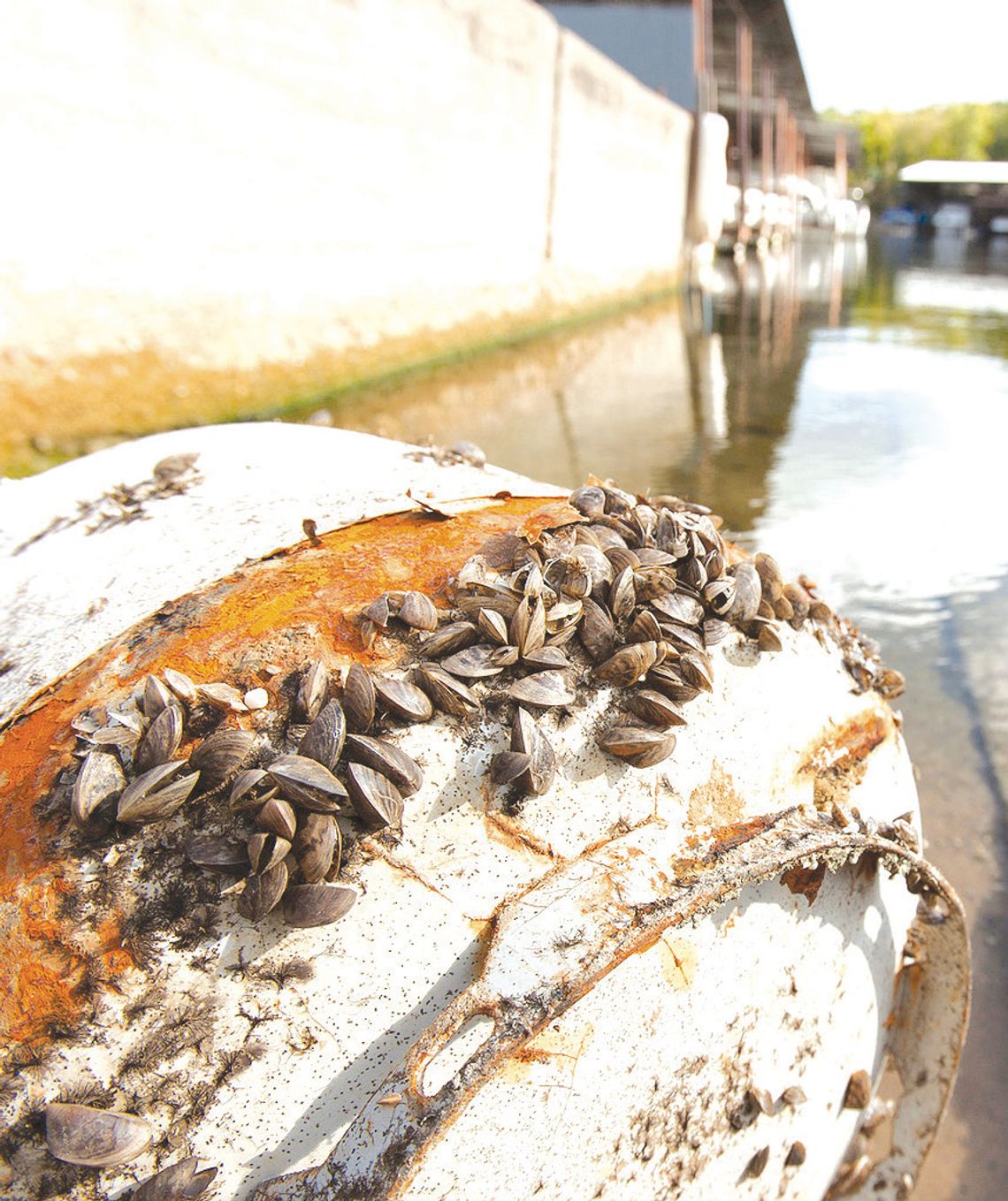 Non-native species not cleaned from boats and trailers litter shorelines with hazardous, sharp shells that impact lakefront recreation. Contributed photo/TPWD