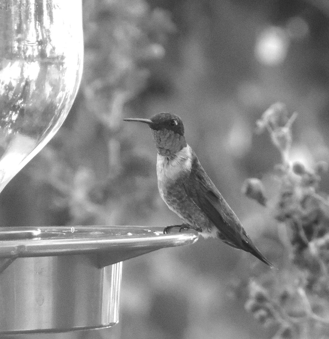 A ruby-throated hummingbird perched on a feeder ushers in the season for these colorful birds. Contributed/Sue Kersey