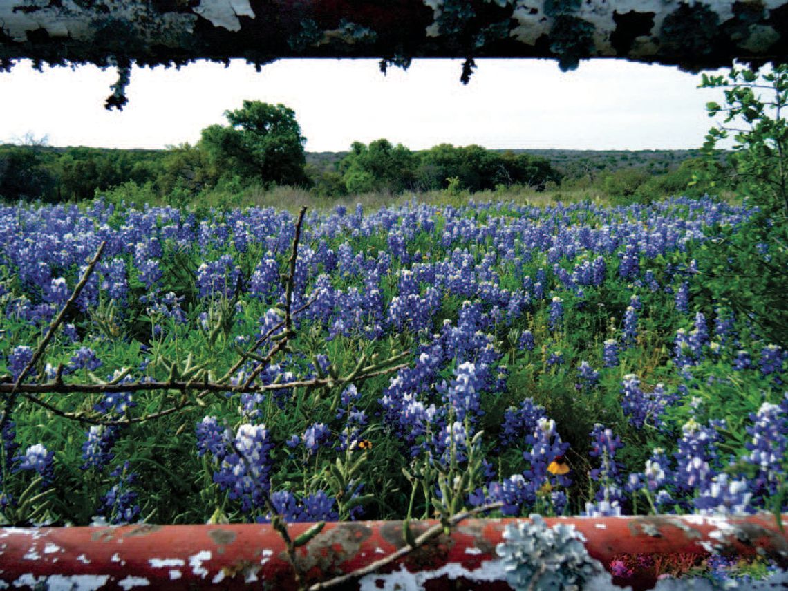 Winter freeze forecasts colorful spring